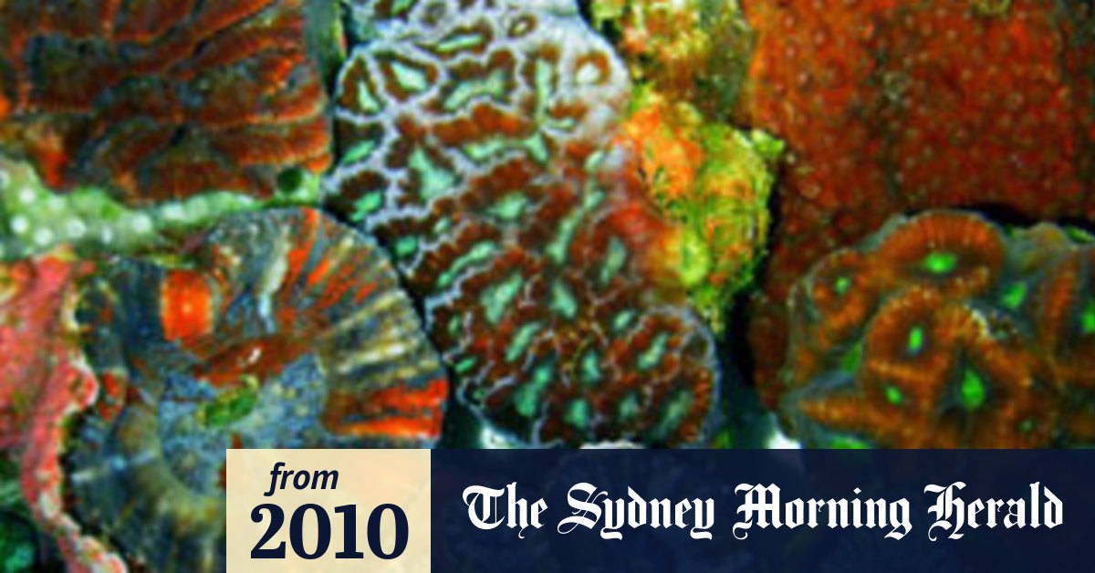 Colourful coral could light the way to cancer cure